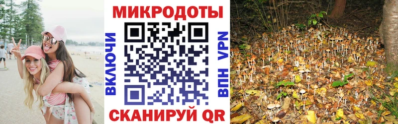 мега вход  Ковдор  Псилоцибиновые грибы Psilocybine cubensis 